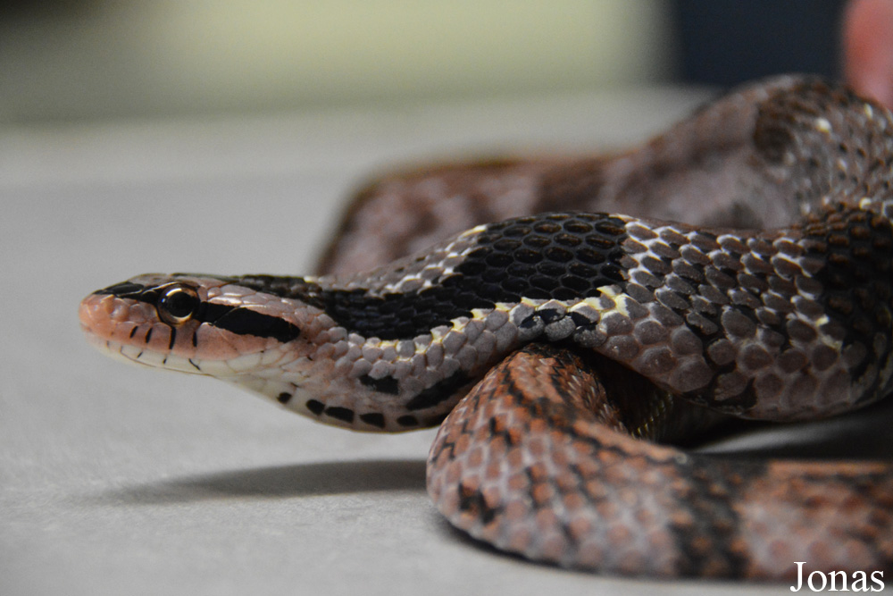 Pseudoxenodon bambusicola