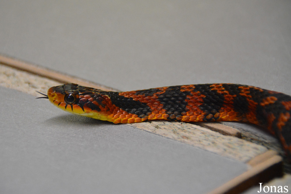 Pseudoxenodon macrops