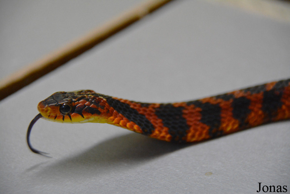 Pseudoxenodon macrops