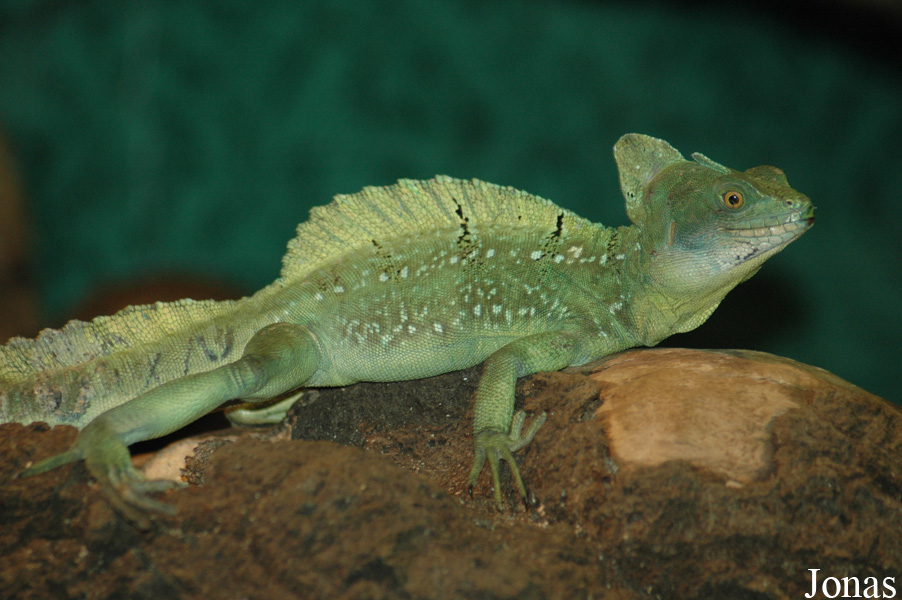 Basiliscus plumifrons