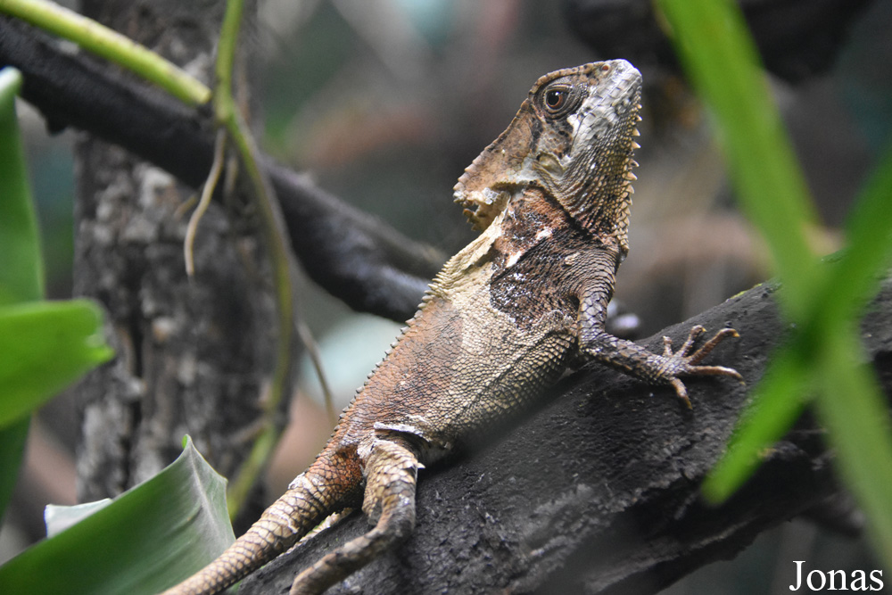 Corytophanes cristatus