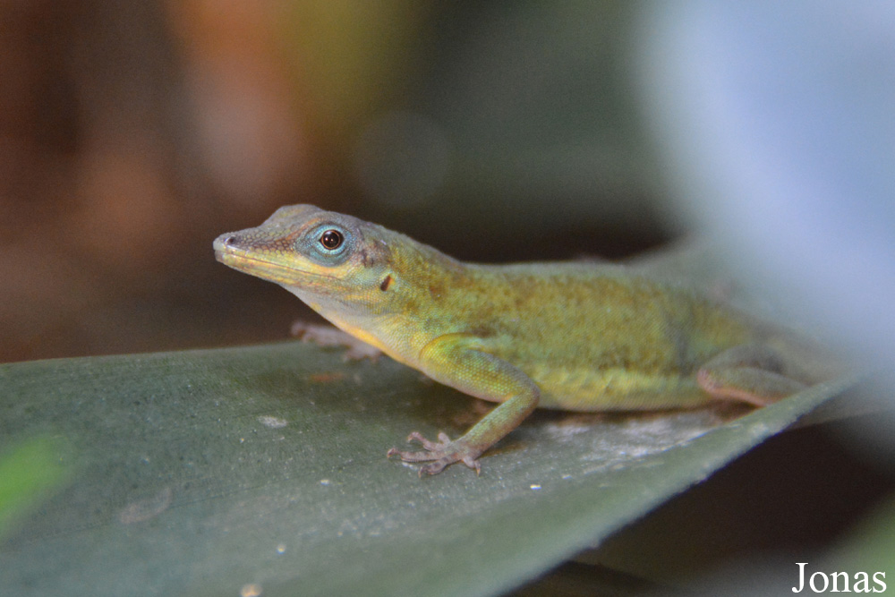 Anolis roquet summus
