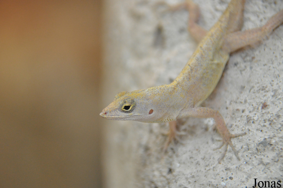 Anolis sagrei
