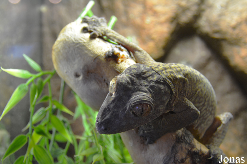 Rhacodactylus leachianus
