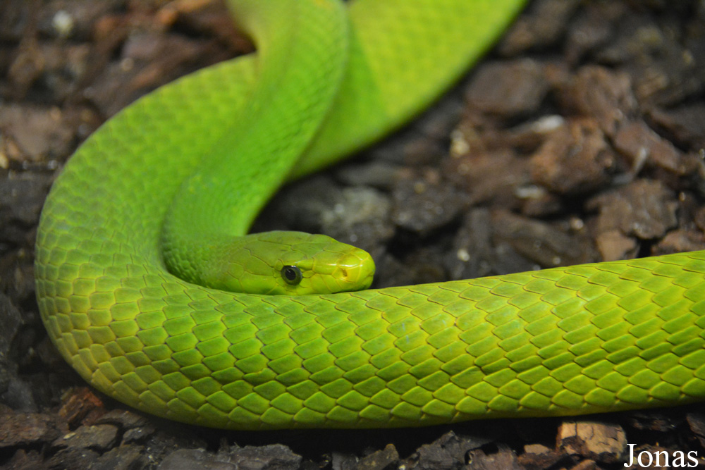 Dendroaspis angusticeps