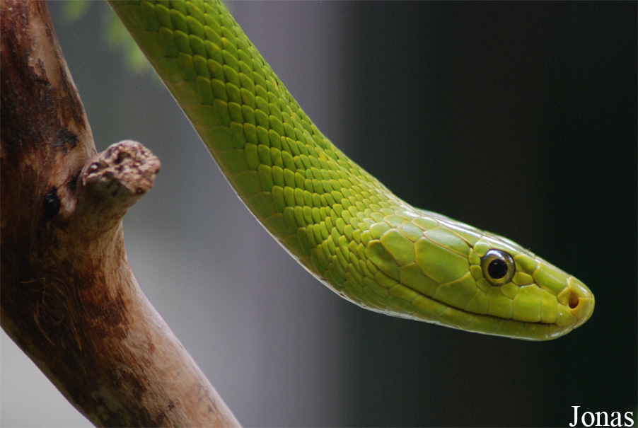 Dendroaspis angusticeps