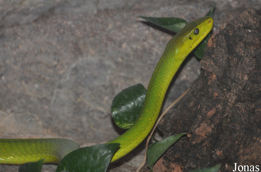 Dendroaspis angusticeps