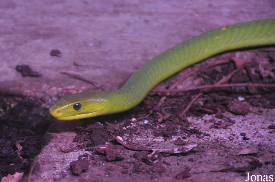 Dendroaspis angusticeps