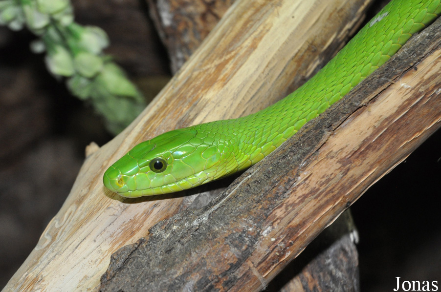 Dendroaspis angusticeps
