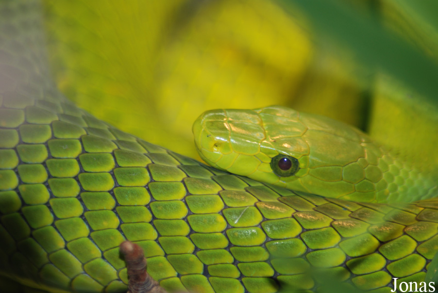 Dendroaspis angusticeps