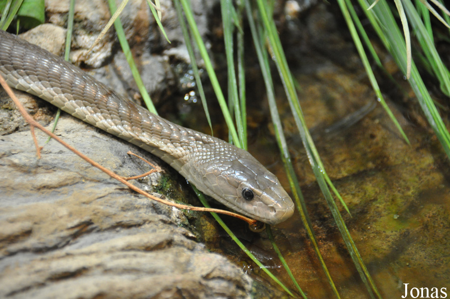 Dendroaspis polylepis