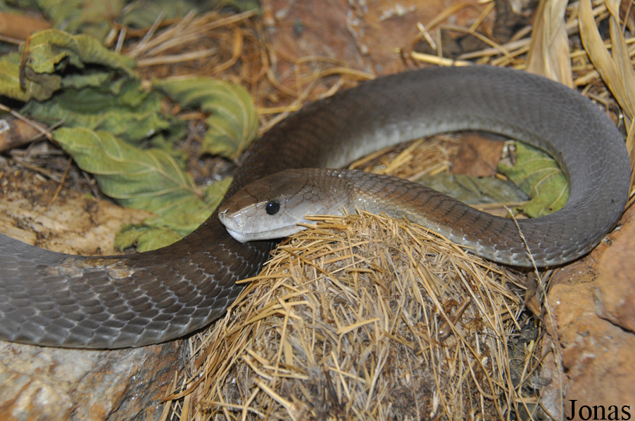 Dendroaspis polylepis