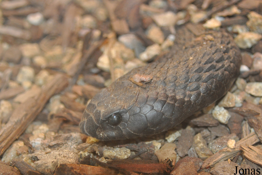 Hemachatus haemachatus