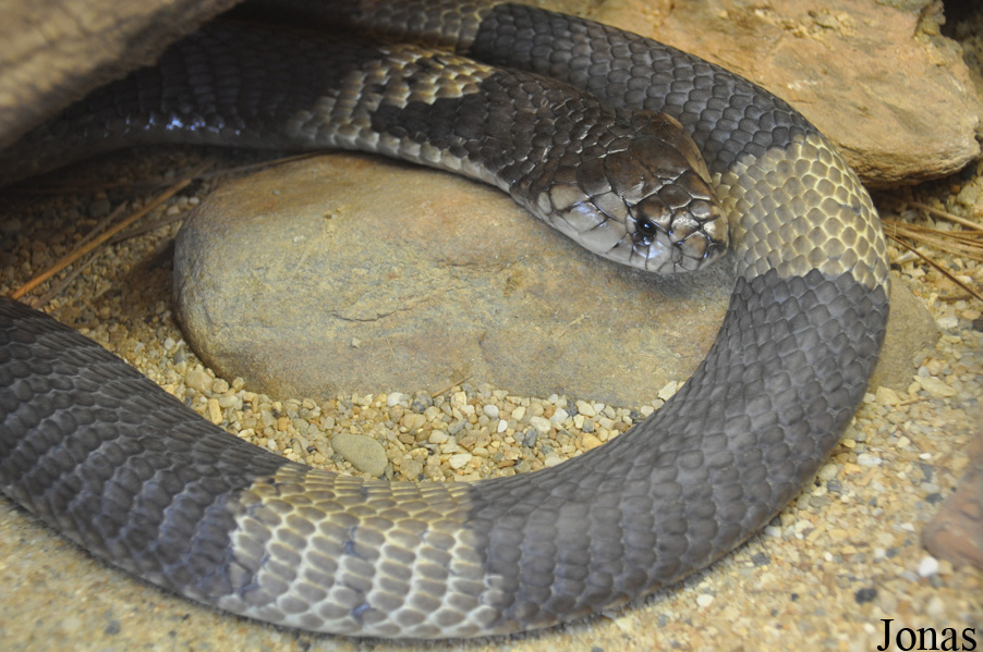 Naja annulifera