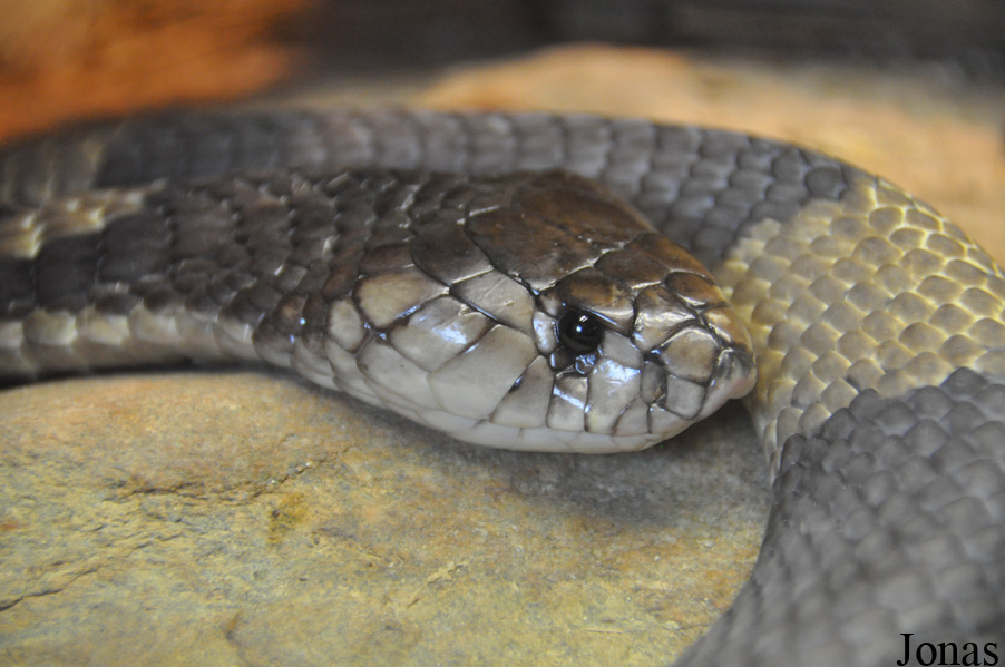 Naja annulifera