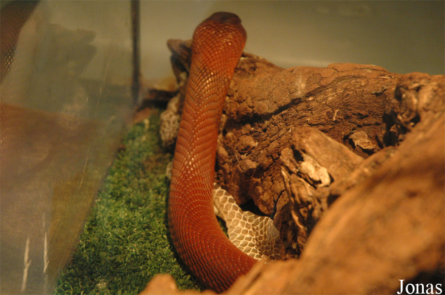 Naja pallida