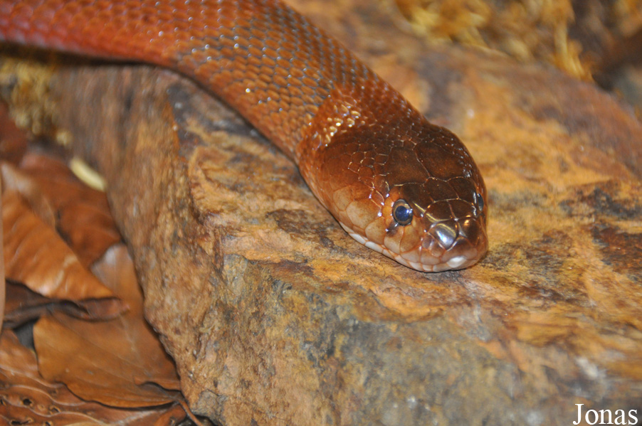 Naja pallida