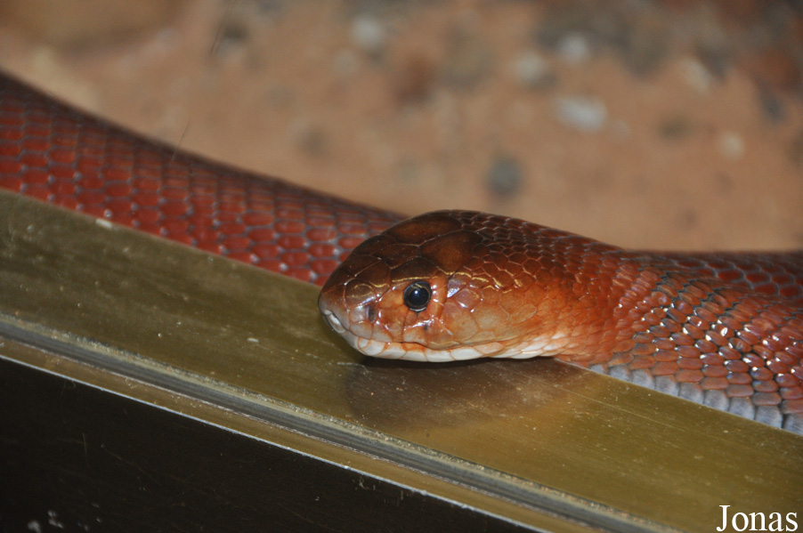 Naja pallida