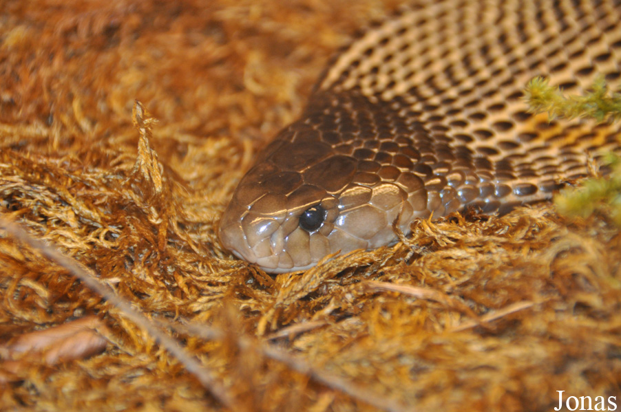 Naja philippinensis
