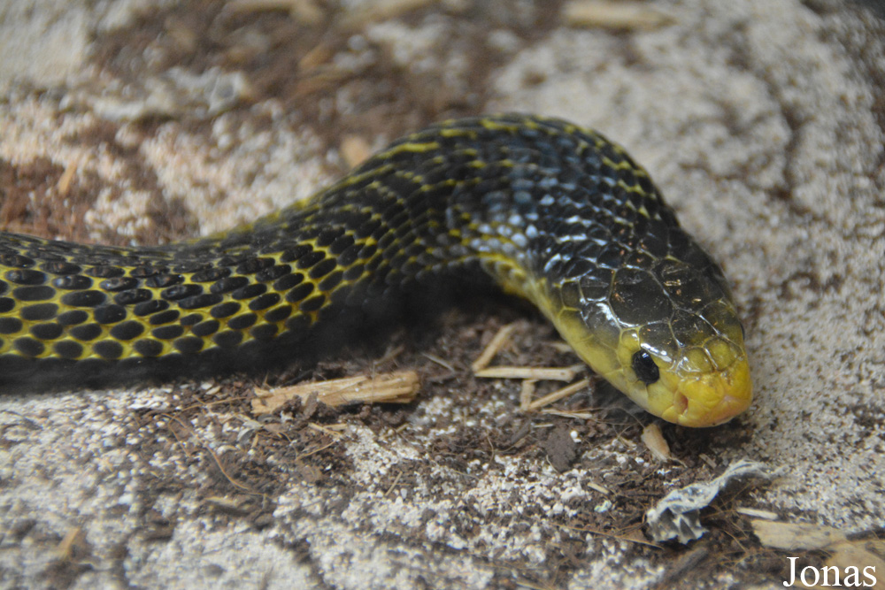 Naja samarensis