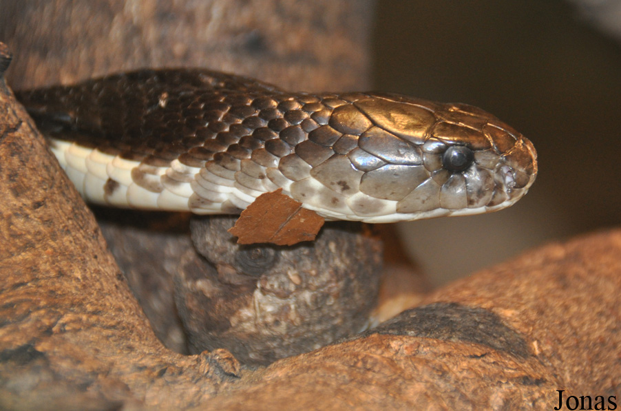 Naja siamensis
