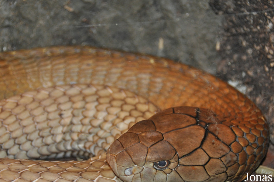 Ophiophagus hannah
