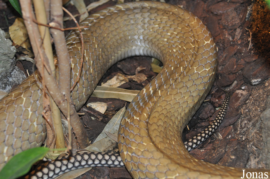 Ophiophagus hannah