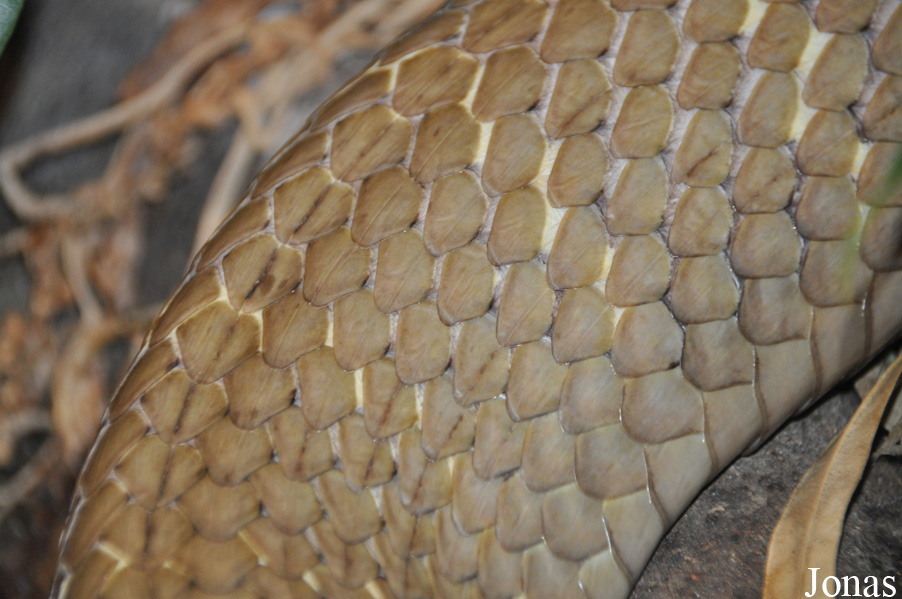 Ophiophagus hannah