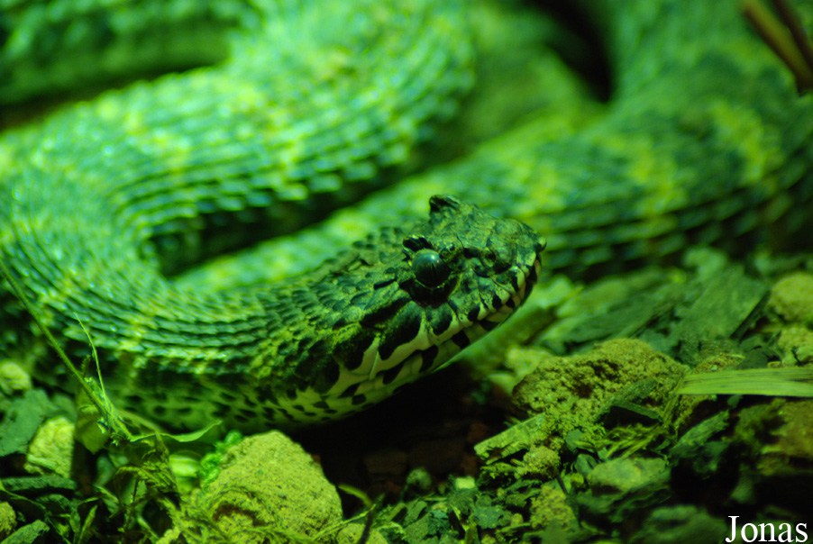 Acanthophis rugosus