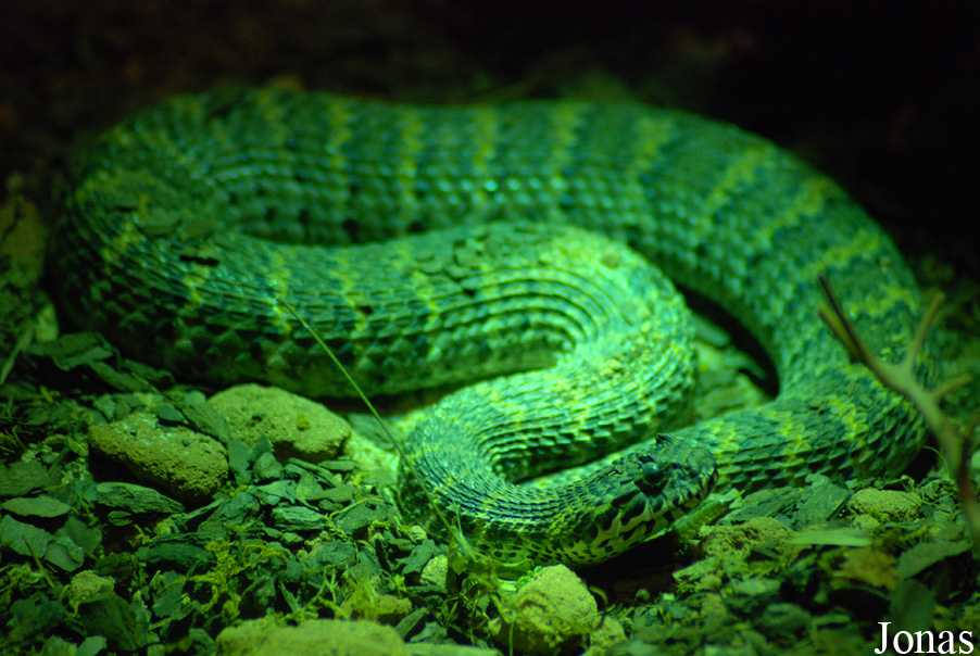 Acanthophis rugosus