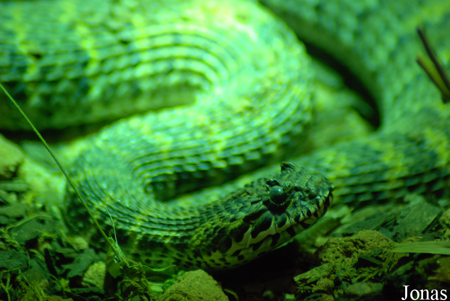 Acanthophis rugosus