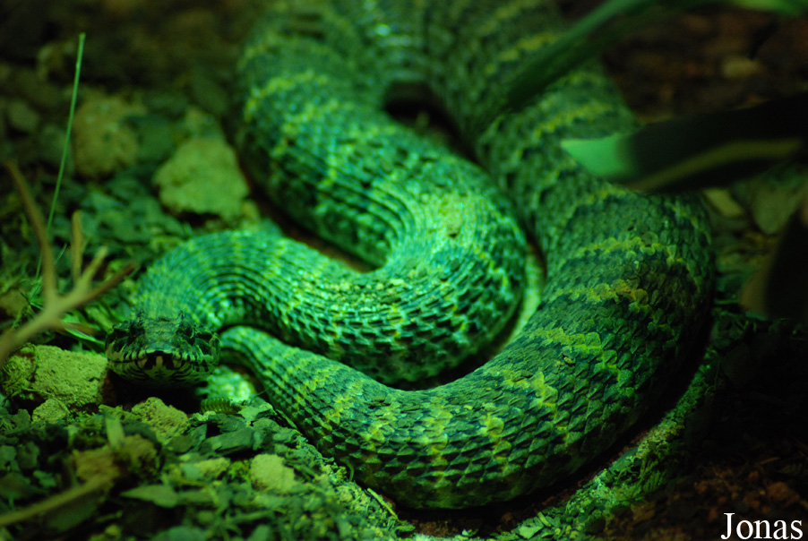 Acanthophis rugosus