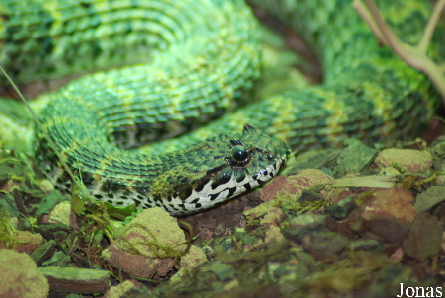 Acanthophis rugosus