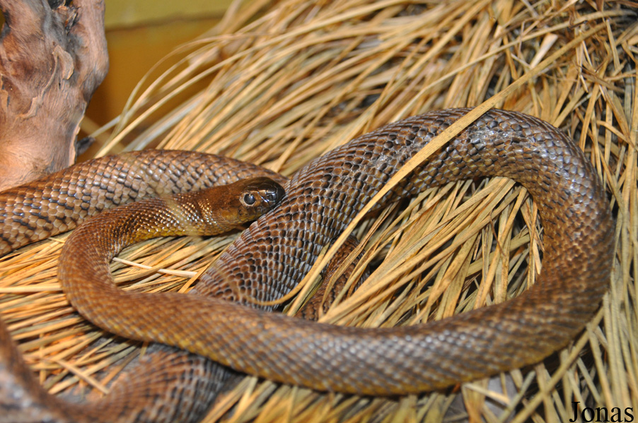 Oxyuranus microlepidotus