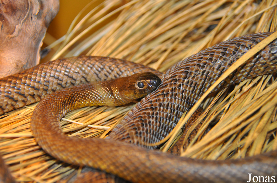 Oxyuranus microlepidotus