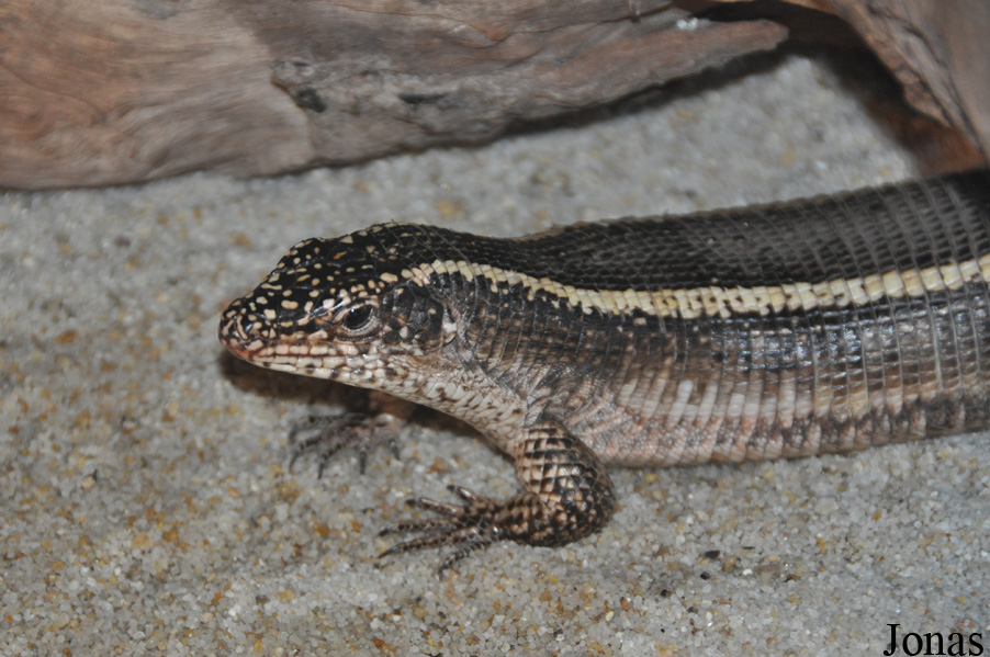 Broadleysaurus major