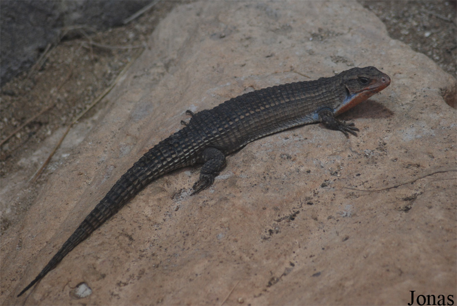 Broadleysaurus major