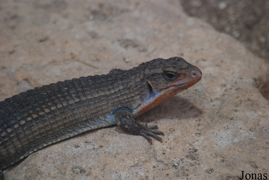 Broadleysaurus major