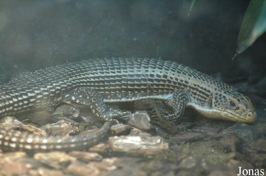 Gerrhosaurus major
