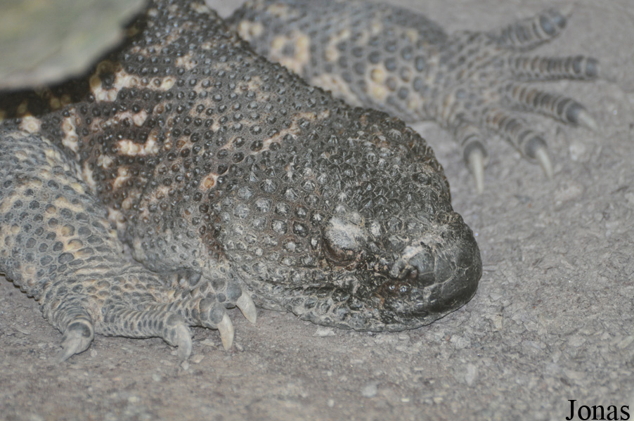 Heloderma horridum
