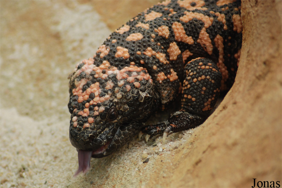 Heloderma suspectum
