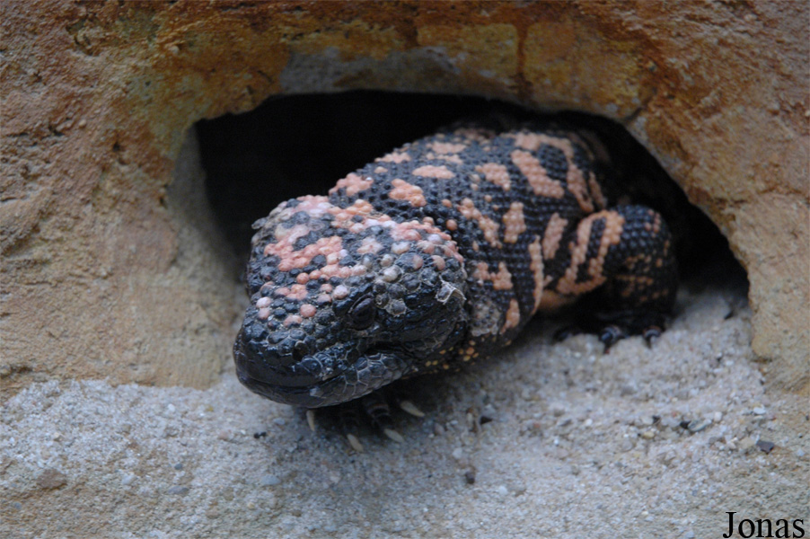 Heloderma suspectum