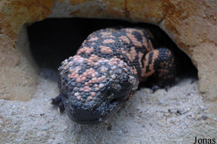Heloderma suspectum