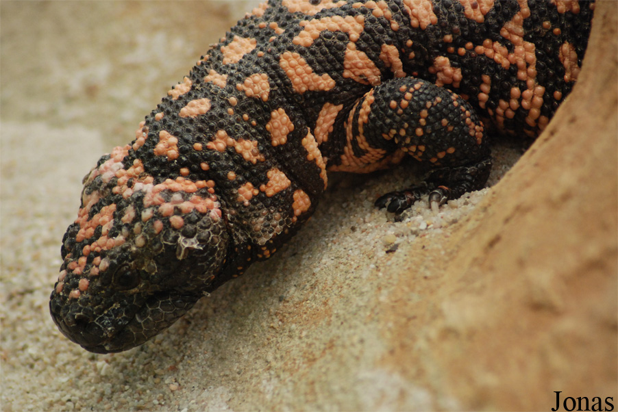 Heloderma suspectum