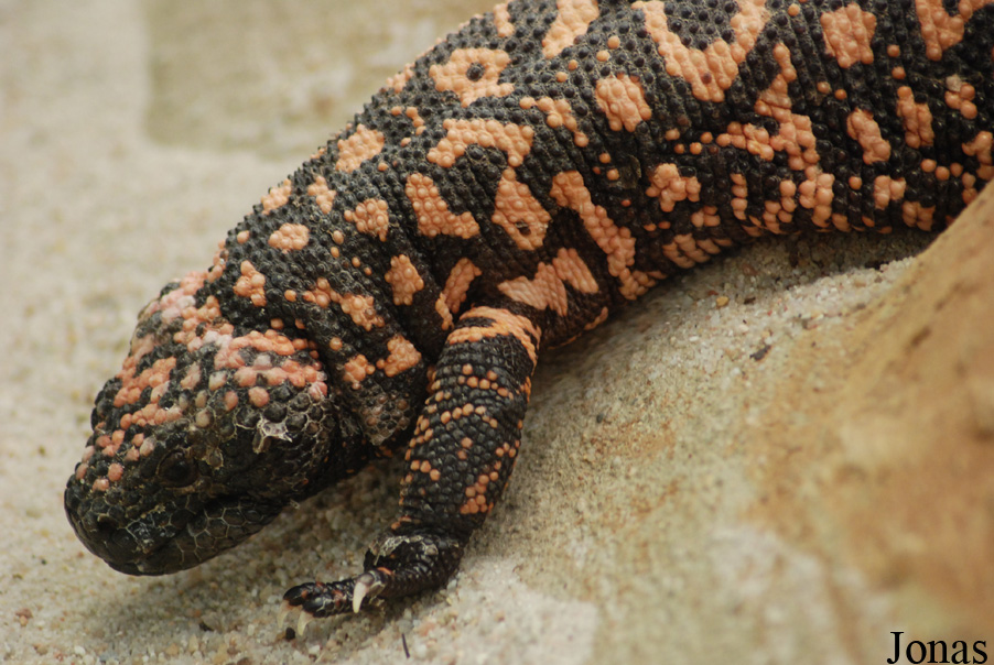 Heloderma suspectum
