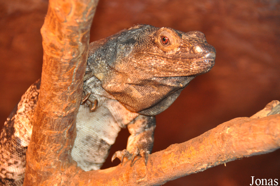 Ctenosaura similis