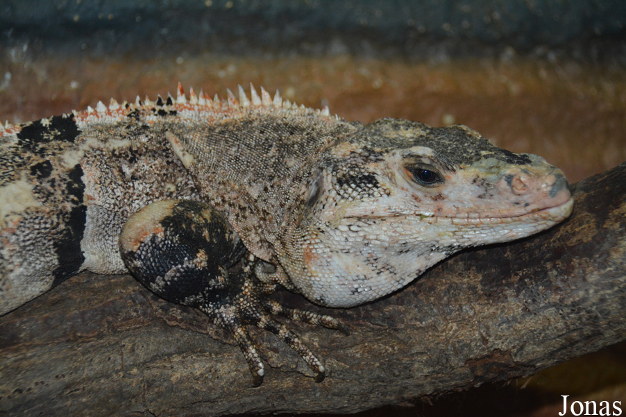 Ctenosaura similis