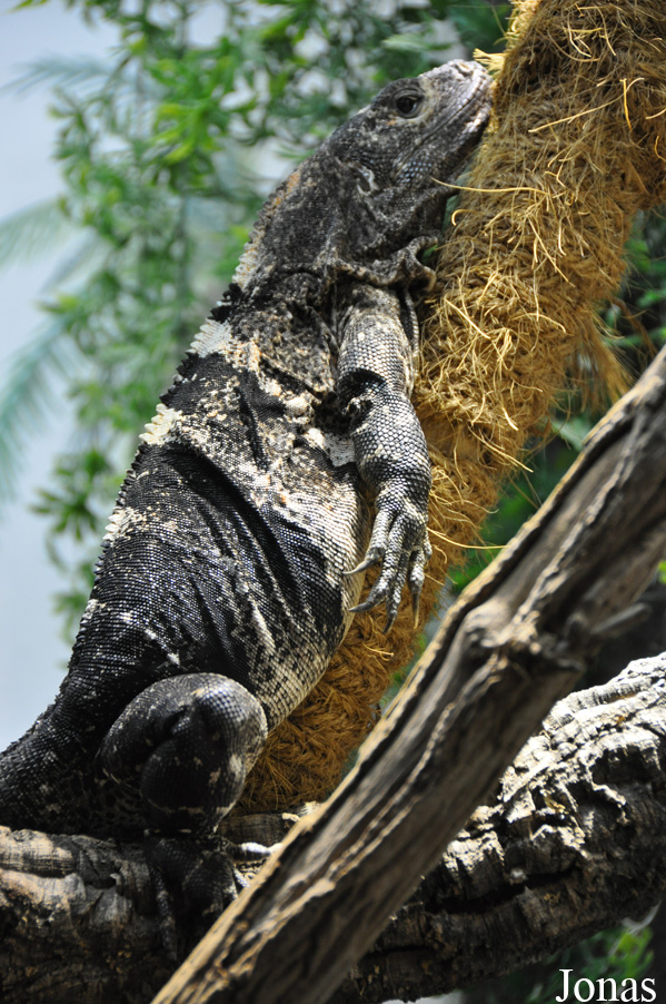 Ctenosaura similis