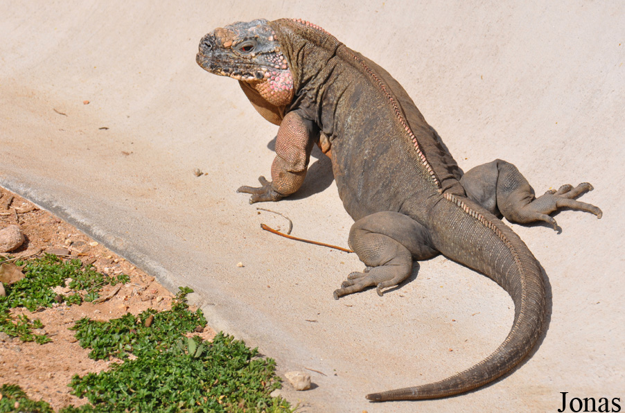 Cyclura cychlura figginsi