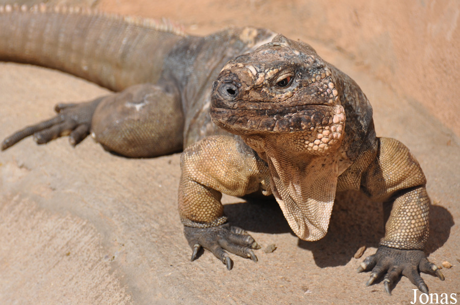 Cyclura cychlura figginsi
